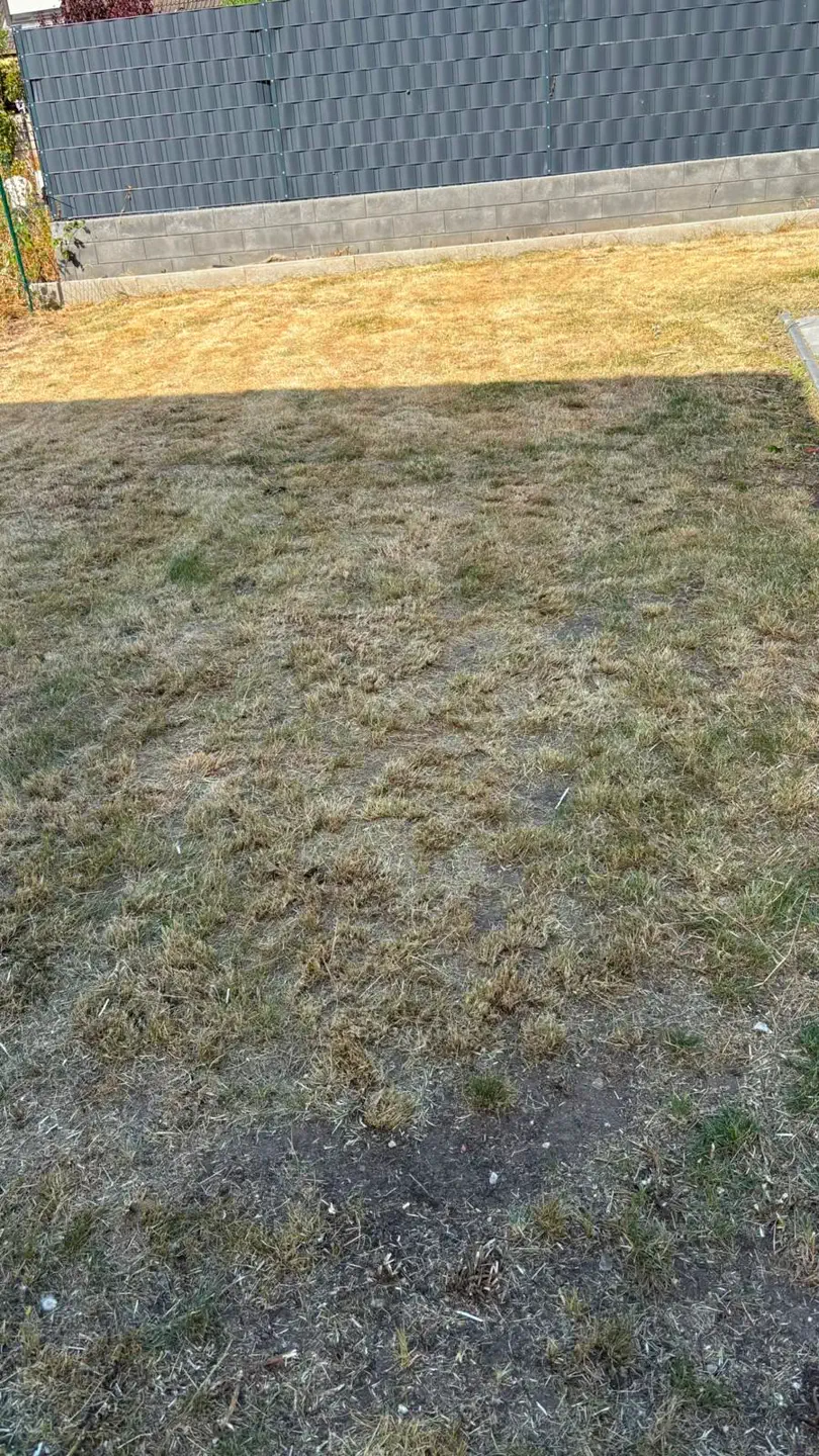 Gartenbereich mit bewachsener Pergola