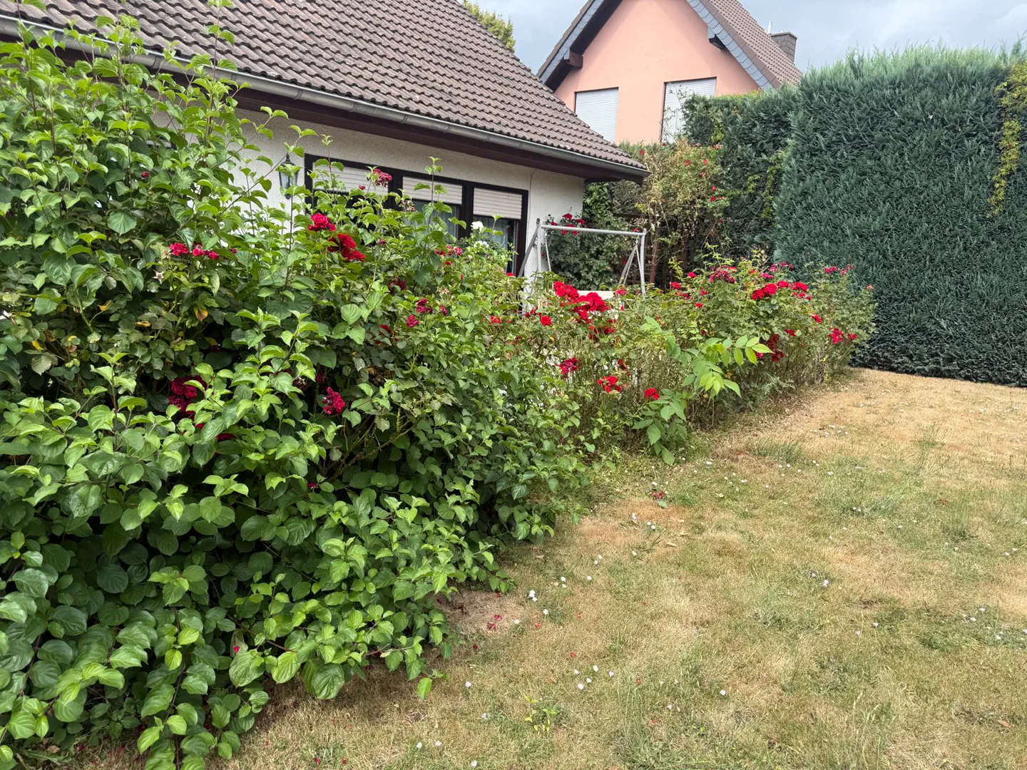 Gehölzbereich zwischen hohen Hecken