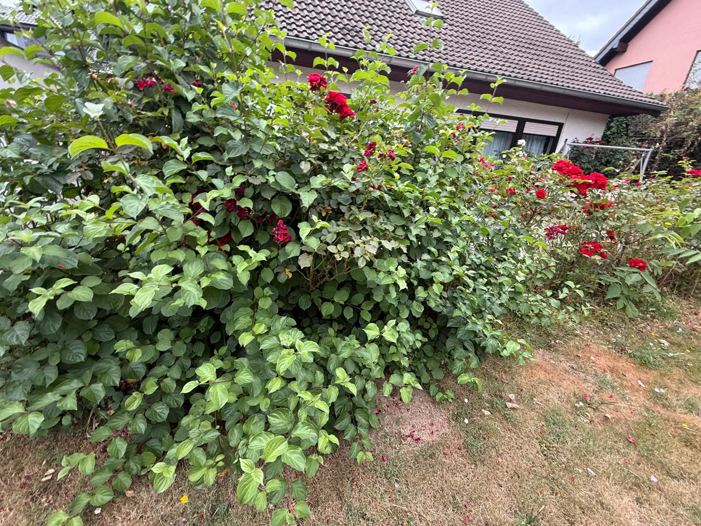 Gepflegte Rosenreihe entlang einer Rasenfläche