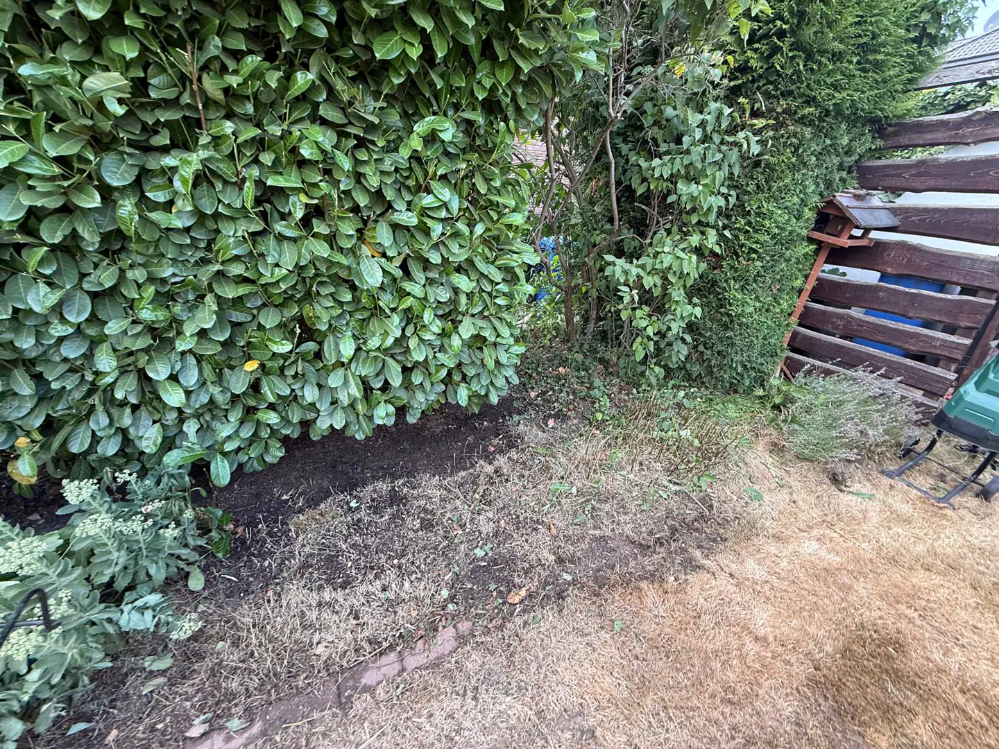 Geordneter Randbereich an einer dichten Hecke