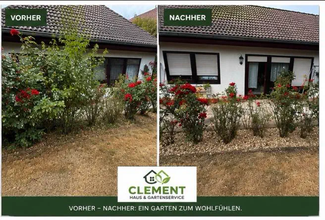 Dokumentierter Vorher-Nachher-Vergleich einer Rosenreihe