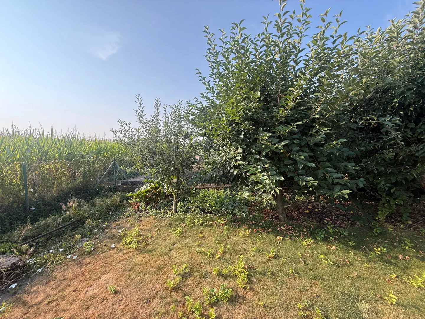 Gartenfläche mit Bäumen und Blick ins Grüne