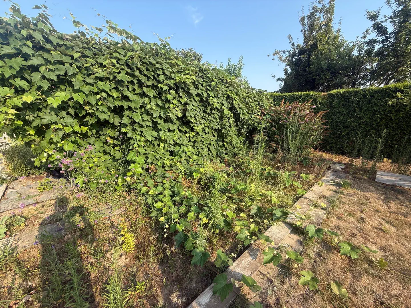 Dicht bewachsene Pergola in einem Garten