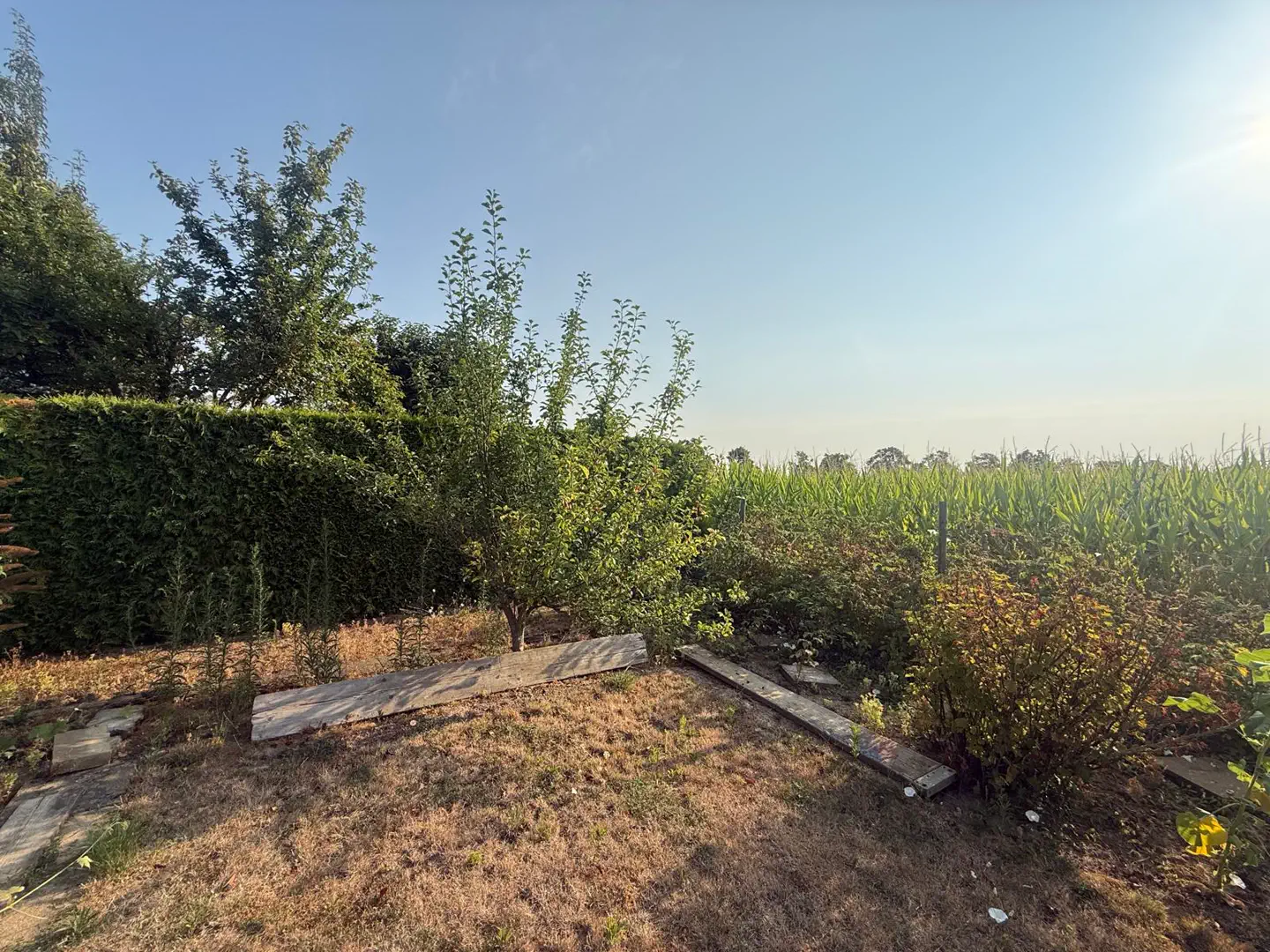 Gartenfläche mit Gehölzen am Feldrand
