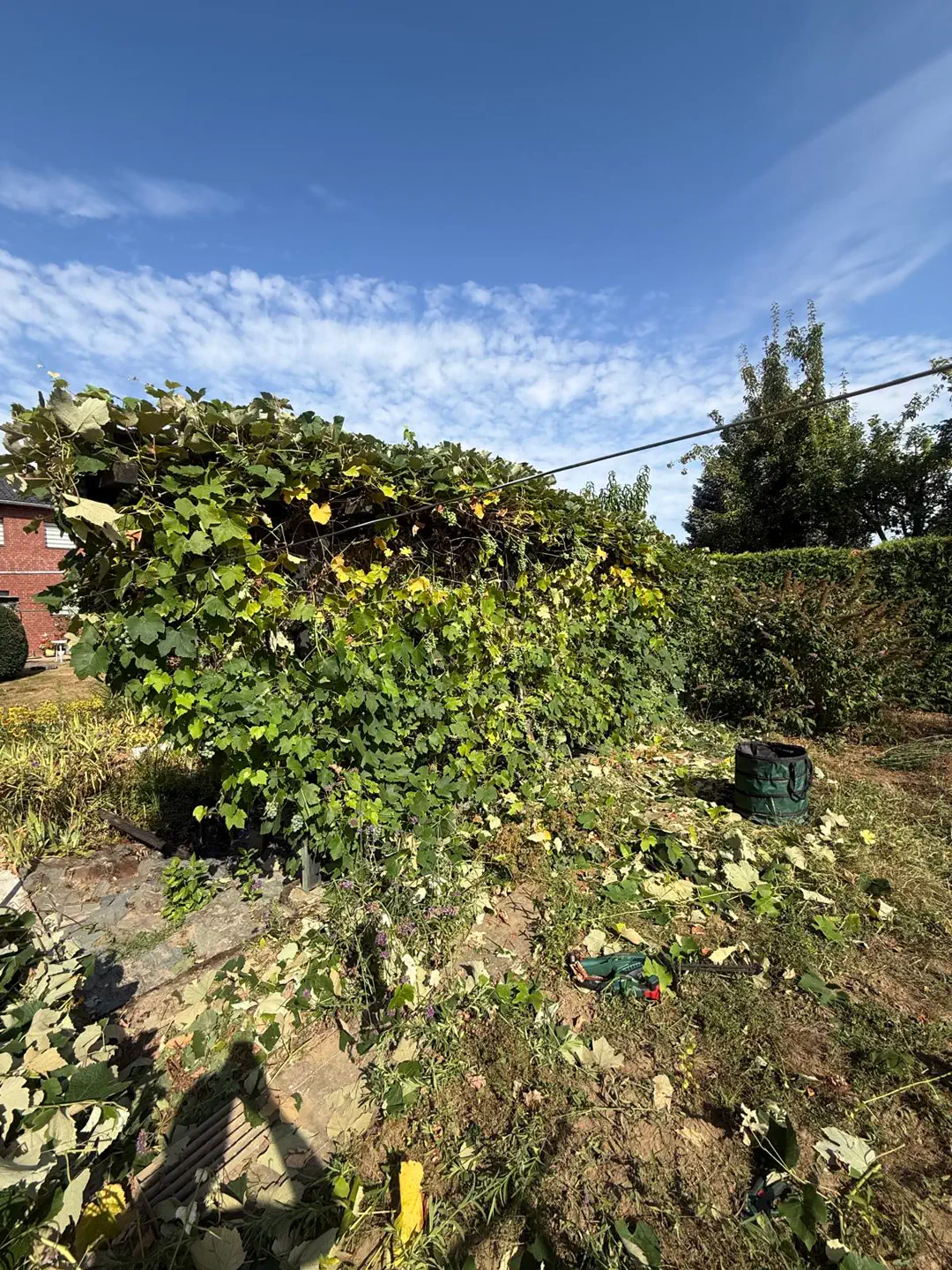 Rankpflanzen und Gartenbereich während der Pflege