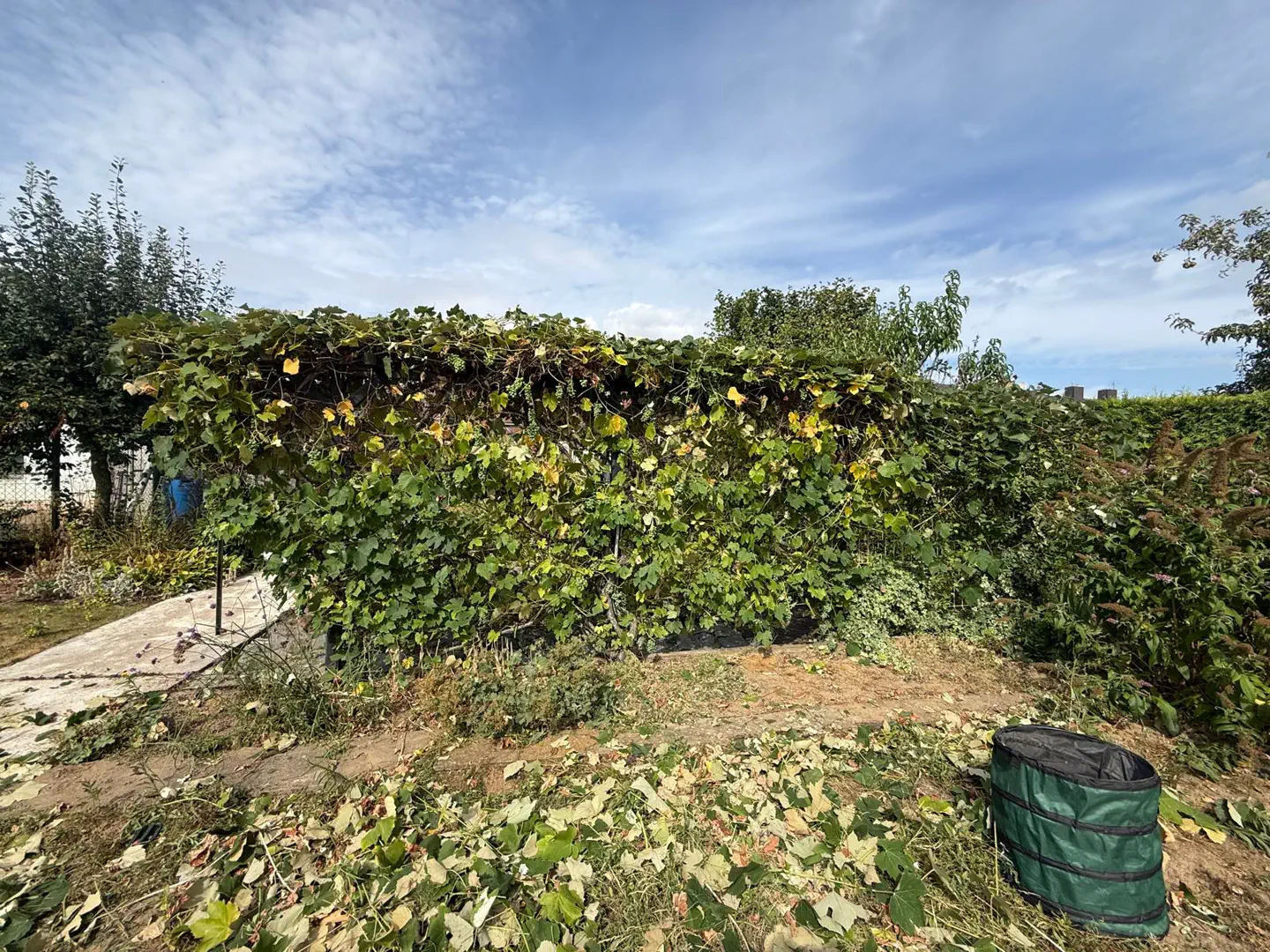 Bewachsene Pergola aus kurzer Distanz