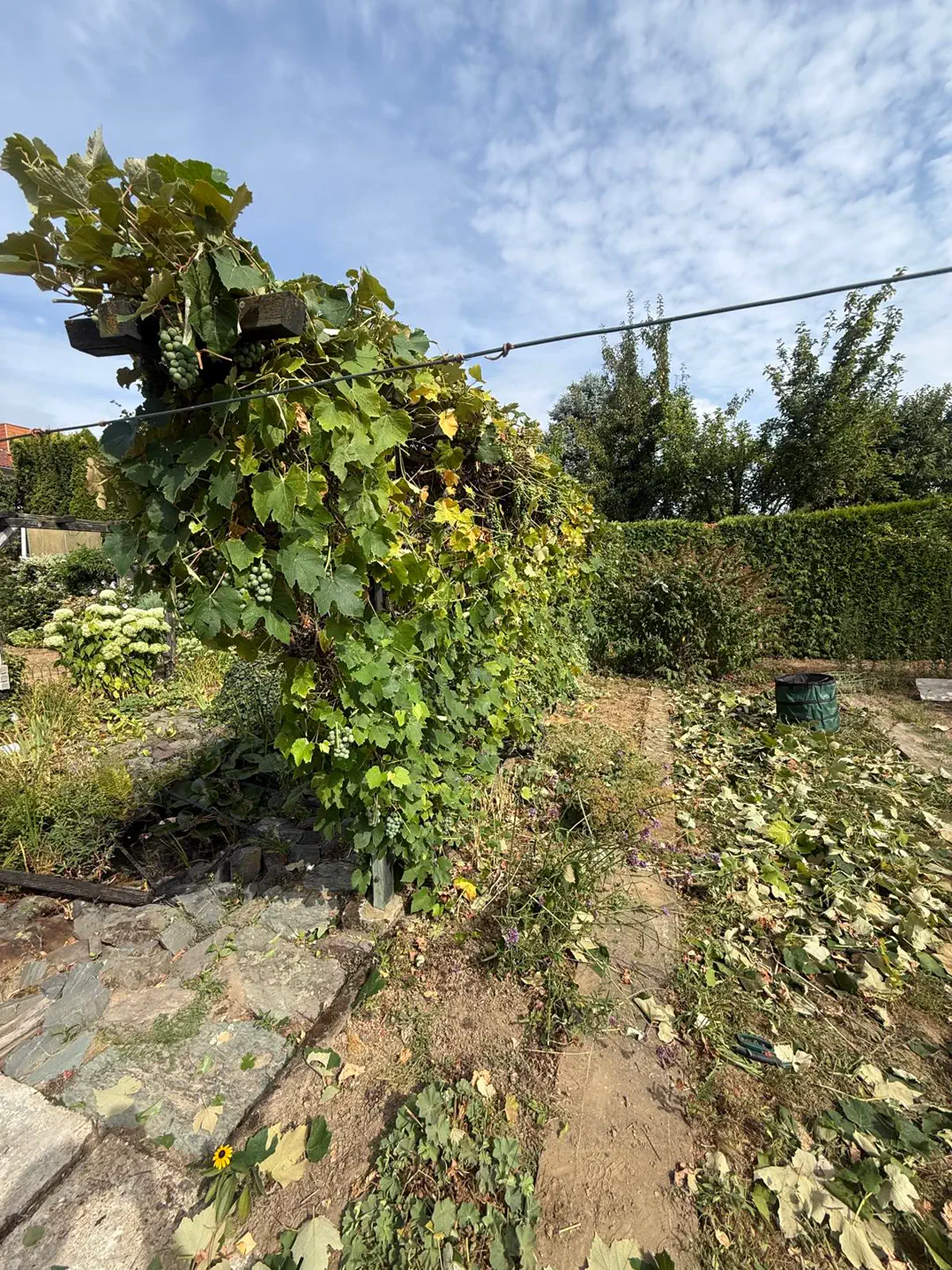 Dicht bewachsener Gartenbereich unter blauem Himmel